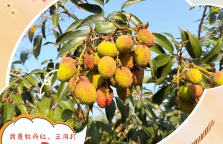您有一份2026海南荔枝品鉴时间表,请查收
