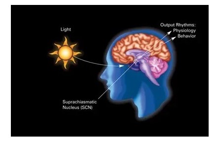 为什么有人每天睡得少却很精神？科学家发现“短睡基因”
