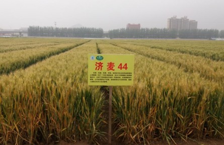 十年淬炼打破育种魔咒，基因破译改写种质历史——一粒中国好麦的“粮芯”独白