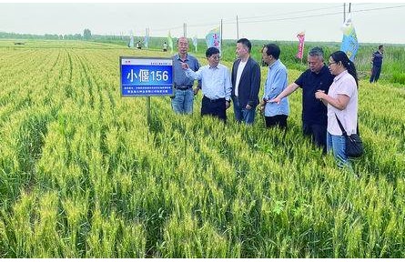 在盐碱地“接力种地”，我们一直思考如何走好“下一步”
