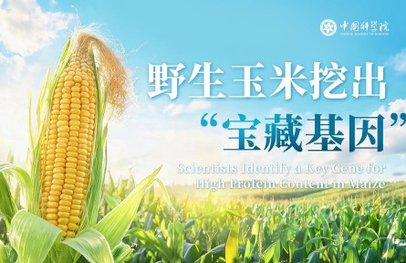 科学家找回第二个野生玉米高蛋白基因 筑牢国家蛋白饲料安全防线