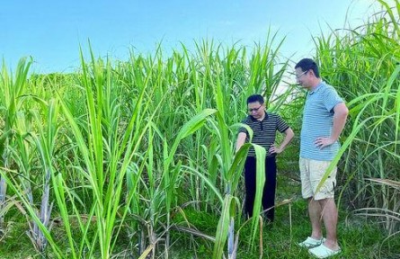 一根甘蔗“甜”了世界：糖度涨一点，产值增亿级