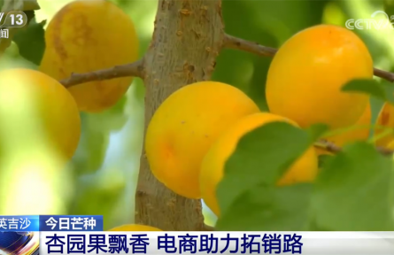 “芒”有所获，“种”有所得 时令水果争“鲜”上市、供销两旺