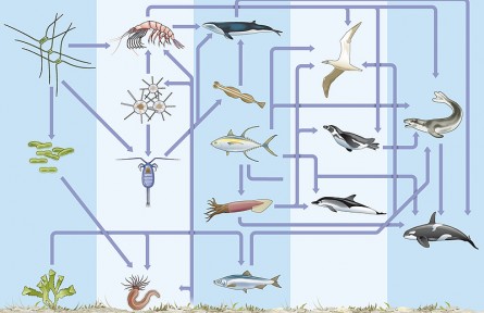 科技名词|食物链 food chain