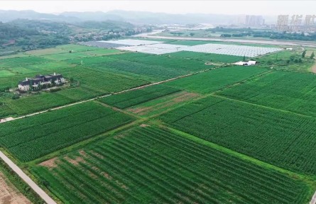 “卫星巡田+水肥精灌” 四川以智慧农业护航粮食生产
