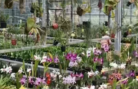 【牢记初心使命 奋进复兴征程】从“一朵花”到“一棵菜” 特色农业在闽西红土地开花结果