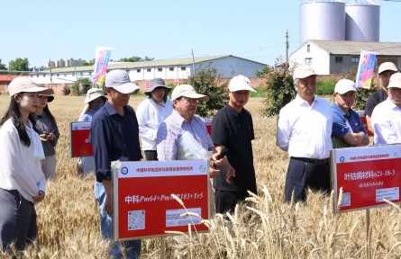 追逐麦浪搞科研——“小麦医生”护航冀中夏粮丰收