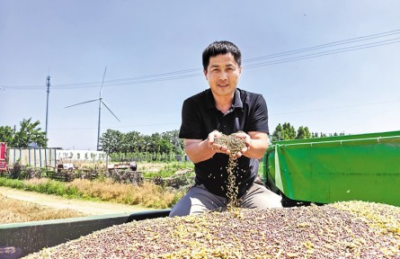战“三夏” 夺丰收丨特色黑小麦迎来好收成