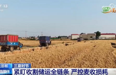“全链条严控损耗+规模种粮+政策护航”绘“丰”景 多措并举助农增收促振兴