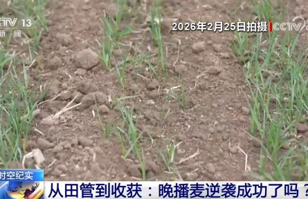从“独秆麦”到亩产1137.8斤 看这片晚播麦如何层层“闯关”