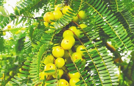 回甘植物：“苦尽甘来”的琼岛风味
