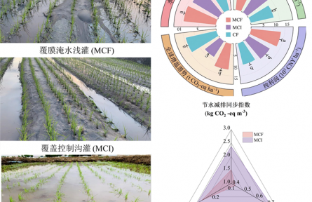 生物降解地膜协同控灌实现水稻节水增产减排