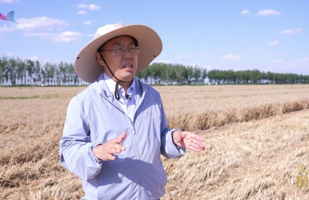 “扩增调”对症盐碱斑，德州千亩示范片交出硬核成绩单