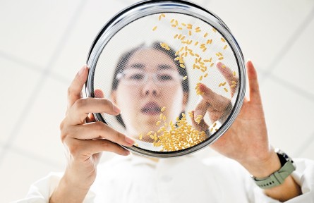 影像河北:盐碱地上麦飘香