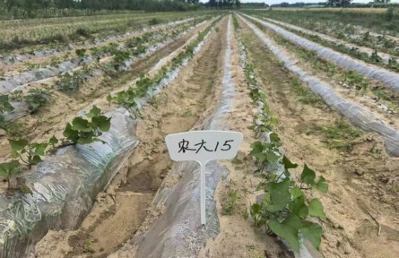 大兴甘薯产业迎来全新升级！