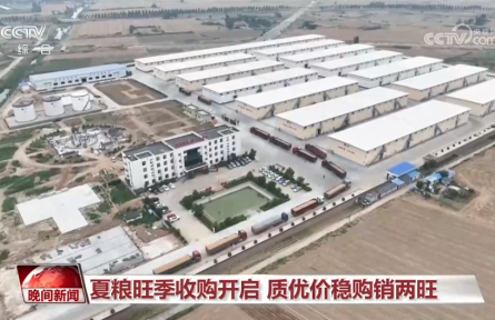 夏粮旺季收购开启 质优价稳购销两旺