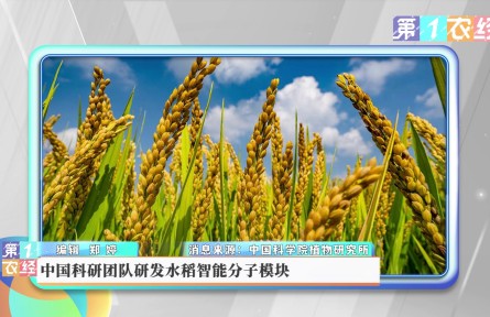 中国科研团队研发水稻智能分子模块