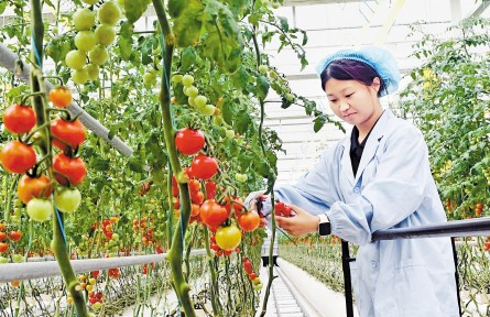 活力中国调研行 | 雄安智慧农业拔节生长