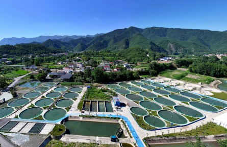 湖北保康：冷水鱼养殖 “鲟”出致富路