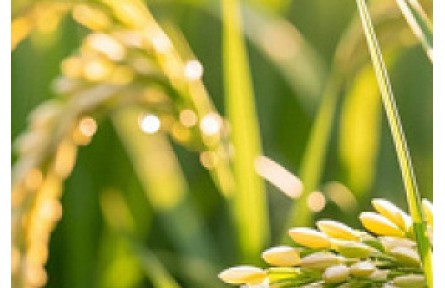 早稻、中稻、晚稻、再生稻，有啥不一样？