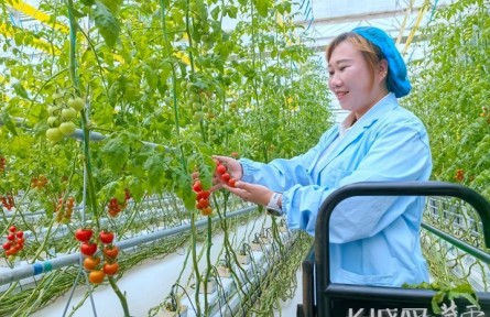 活力中国调研行：小番茄上了“树”，雄安这波“硬核”种菜藏不住了