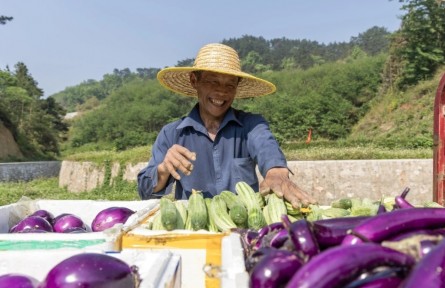 人均蔬菜产值超8000元 贵州蔬菜产业规模居全国第一方阵