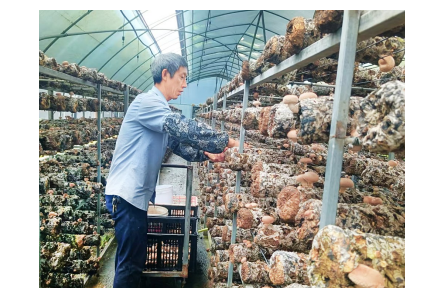 小菌菇长成富民大产业  贵州道真聚力打造“西南菌都”