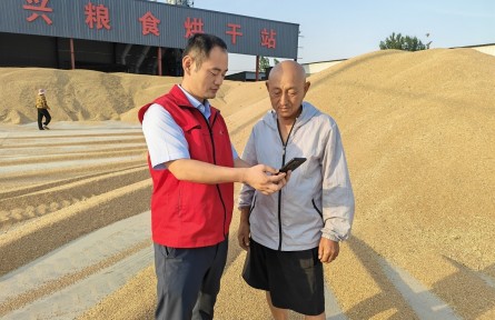 智慧结算解了夏粮收储结算难