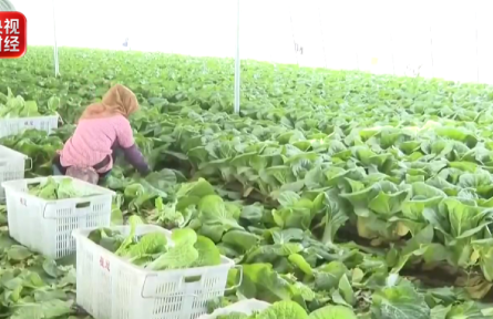 6月菜篮子指数出炉,今夏菜篮子量足价稳