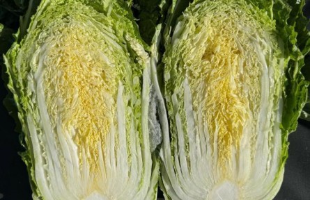 吉林育出两款黄心大白菜 补齐加工、冬储大白菜产业短板