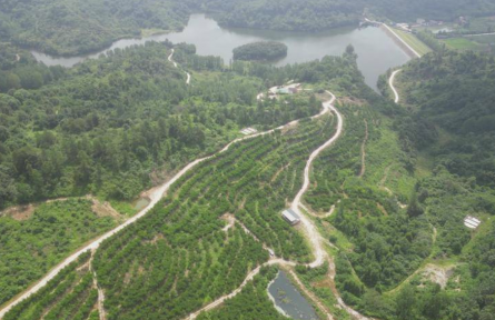 荒山“种”出聚宝盆!湖北谷城大峪村百亩桃林甜透乡亲心