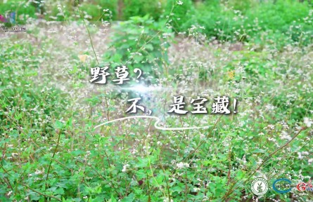 11年、1300余份,大凉山深处有座荞麦“种子宝库”