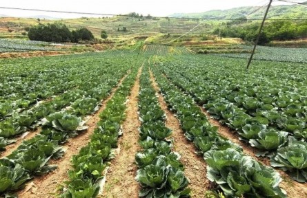 从田间直达上海!甘肃礼县有机蔬菜走出富民新路子