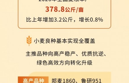 一图看懂“十五五”首个夏粮丰收 何以突破3000亿斤?