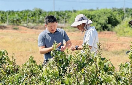 瓜尔豆，是个什么豆？