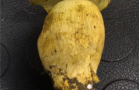 鉴定可食菌种+5!云南木水花市场交易野生菌种更新至273种