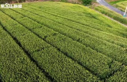 江苏南京：一位科学家与小麦“癌症”的较量