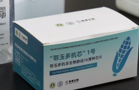 湖北自主研发玉米育种芯片 破解抗逆育种难题