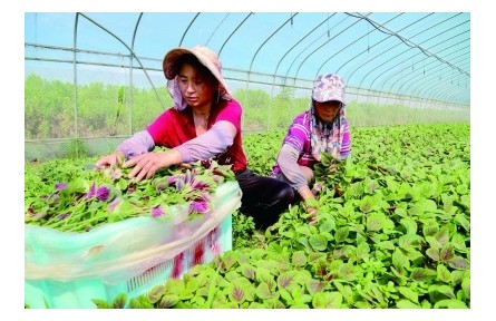 “方寸”菜篮 盛满一城烟火