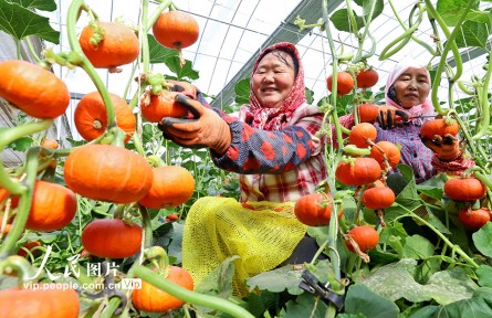 甘肃张掖:贝贝南瓜采摘忙
