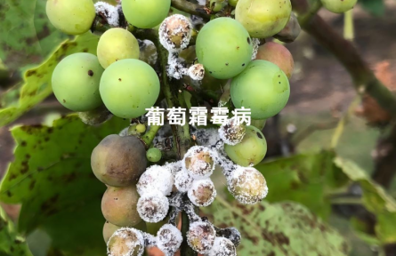 葡萄7月病害高发 补硅筑牢物理防护屏障