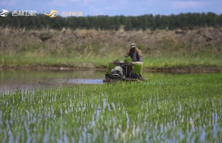 五十载引松工程，盐碱地变为米粮川
