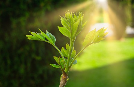 科技名词|光合“午休” midday depression of photosynthesis