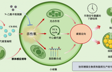 细菌信号分子让微藻“长得壮”又“产油多”