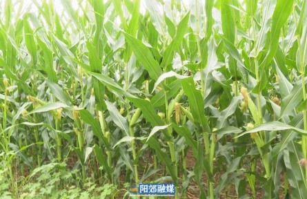 山西阳泉郊区南垴股份经济合作社:作物长势喜人秋收前景可期