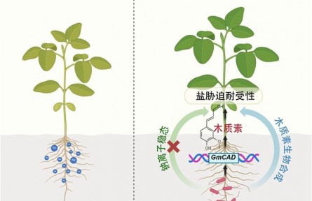 假单胞菌能够增强大豆耐盐性