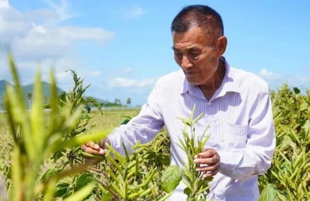 九旬育种专家黄明安：守望田间续写育种初心