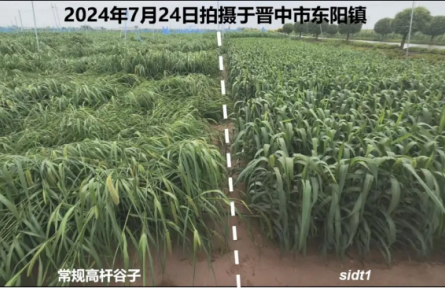 抗倒伏基因密码解锁!旱地谷子有望迎来“绿色革命”