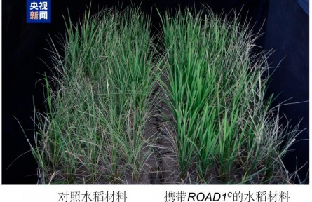 我国科学家找到水稻抗旱“新开关” 有望让多种作物无惧干旱