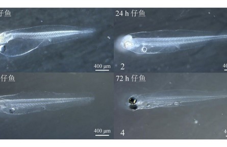 我国“海上粮仓”持续扩容